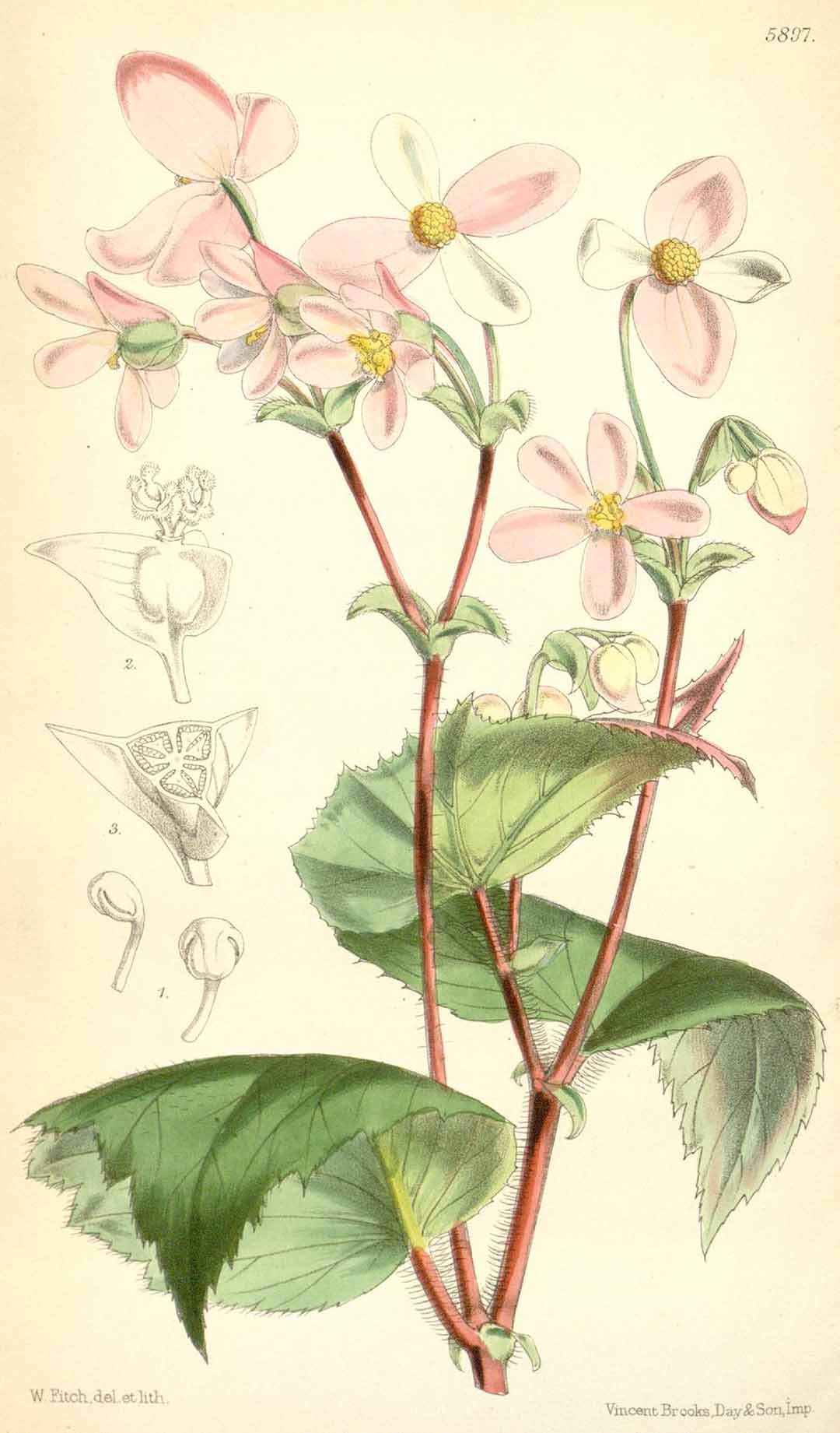 B. crinita